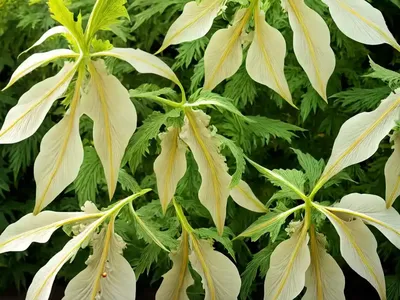 Bear’s Breeches (Acanthus Spinosus)