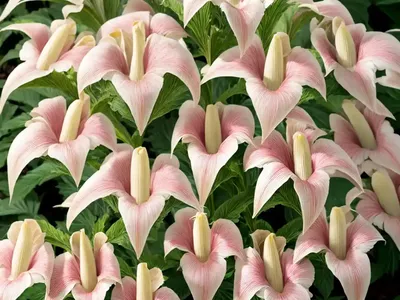 Bear’s Breeches (Acanthus ‘Summer Beauty’)