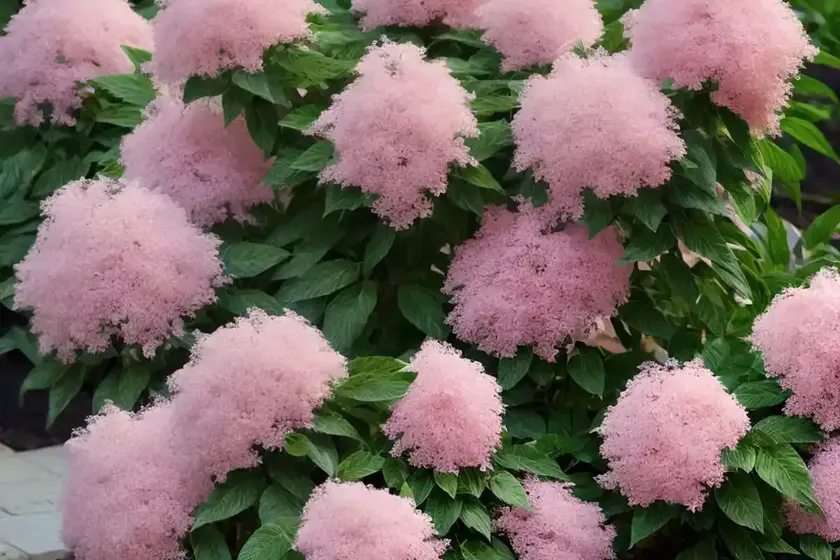 Beauty bush (kolkwitzia amabilis) — photo 2