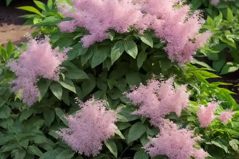 Beauty bush (kolkwitzia amabilis) — photo 2