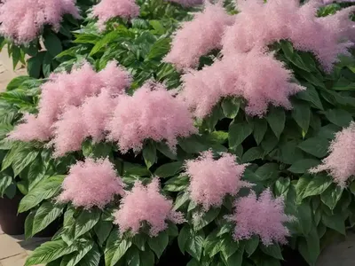 Beauty Bush (Kolkwitzia Amabilis)