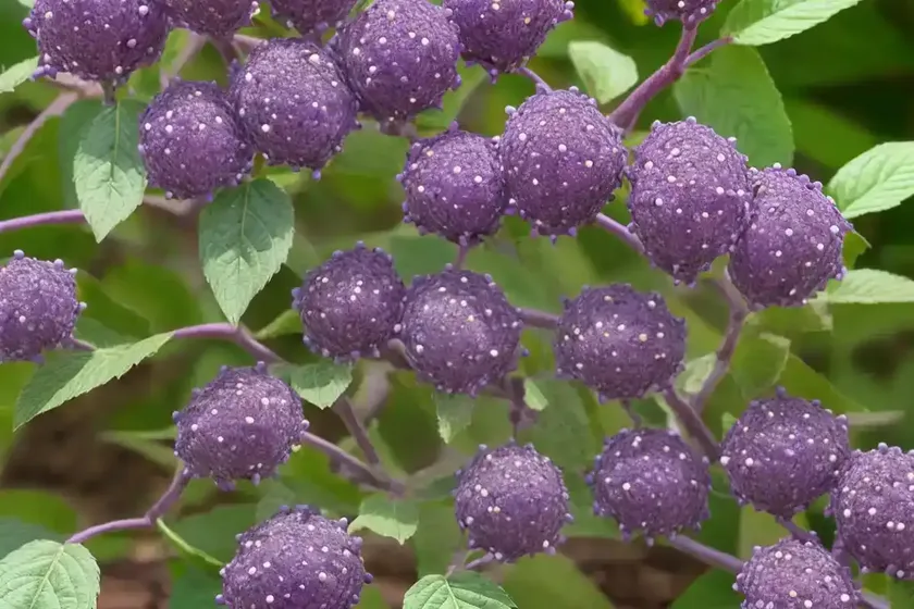 Beautyberry (callicarpa dichotoma ‘early amethyst’) — photo 2