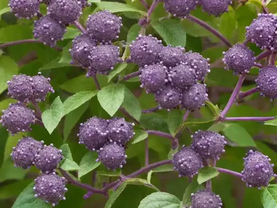 Beautyberry (Callicarpa Dichotoma ‘Early Amethyst’)