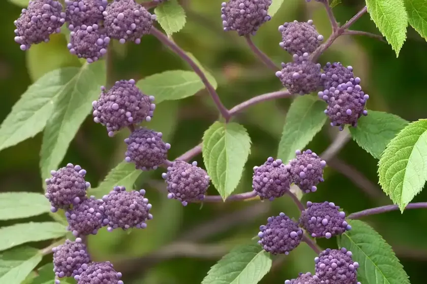 Beautyberry (callicarpa dichotoma f. albifructa ‘duet’) — photo 2