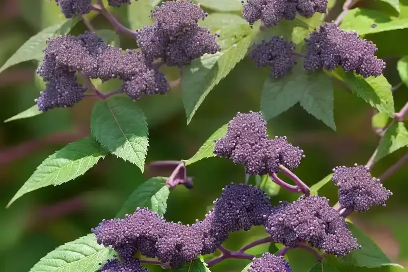 Beautyberry (callicarpa dichotoma f. albifructa ‘duet’) — photo 3