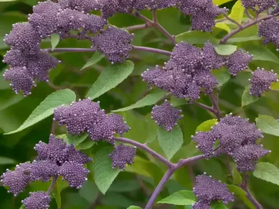 Beautyberry (Callicarpa Dichotoma F. Albifructa ‘Duet’)