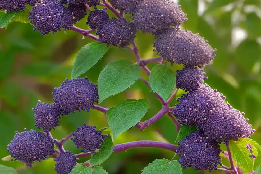 Beautyberry (callicarpa dichotoma ‘issai’) — photo 2