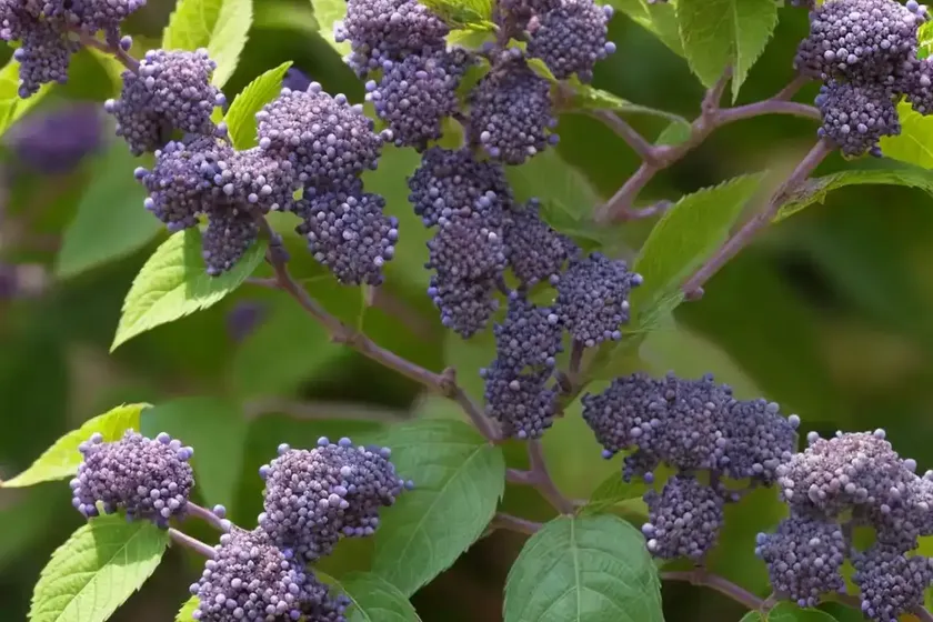 Beautyberry (callicarpa dichotoma ‘issai’) — photo 3