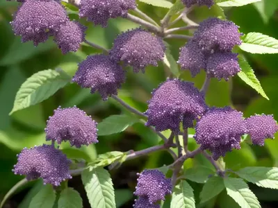 Beautyberry (Callicarpa Dichotoma ‘Issai’)