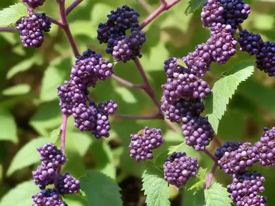 Beautyberry (Callicarpa Dichotoma ‘Shiji Murasaki’ WINE SPRITZER)