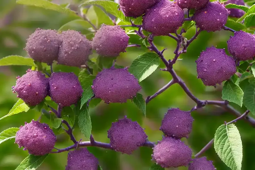 Beautyberry (callicarpa japonica ‘heavy berry’) — photo 2