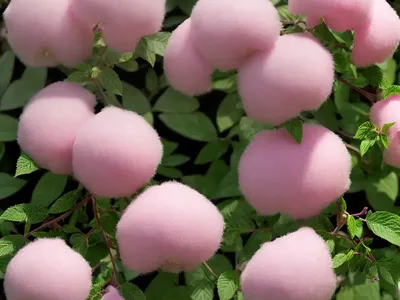 Beautybush (Kolkwitzia Amabilis ‘Pink Cloud’)