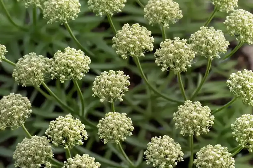 Bedstraw (Galium Parisiense) — photo 2