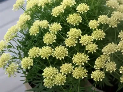 Bedstraw (Galium Parisiense)