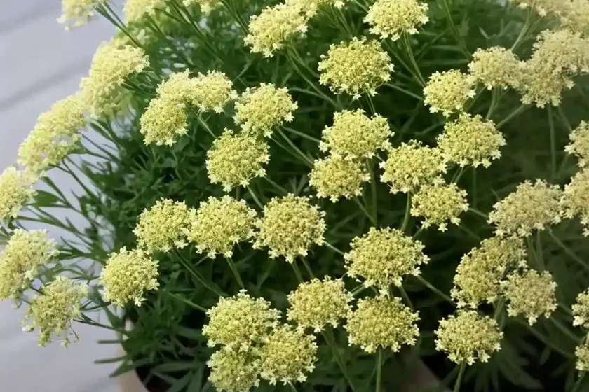 Bedstraw (Galium Parisiense)