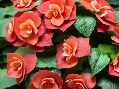 Beefsteak Begonia (Begonia X Erythrophylla)