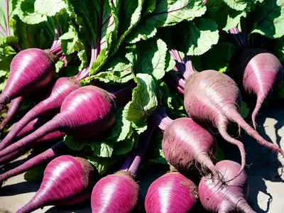 Beet (Beta Vulgaris)