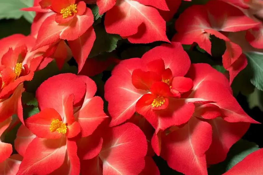 Begonia (begonia ‘bepared’ dragon wing red) — photo 3