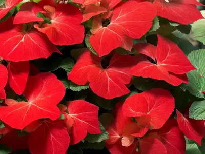 Begonia (Begonia ‘Bepared’ DRAGON WING RED)