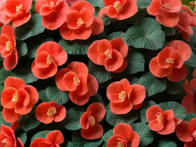 Begonia Corallina (Begonia Corallina De Lucerna)