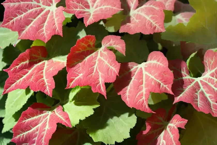 Begonia dregei (grape leaf begonia) — photo 2