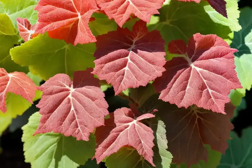 Begonia dregei (grape leaf begonia) — photo 3