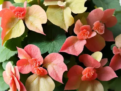 Begonia Dregei (Grape Leaf Begonia)