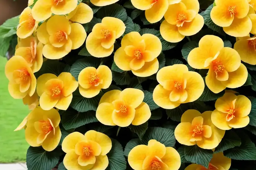 Begonia ‘hanging basket yellow’)
