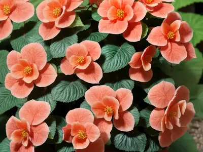 Begonia Maculata (Begonia Argyrostigma)