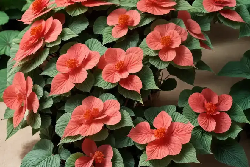 Begonia masoniana (iron cross begonia) — photo 3