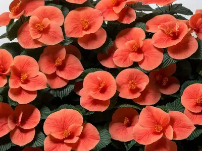 Begonia ‘Nonstop Fire’)