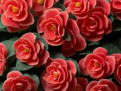 Begonia Red Ruby (Begonia Conchifolia ‘Red Ruby’)