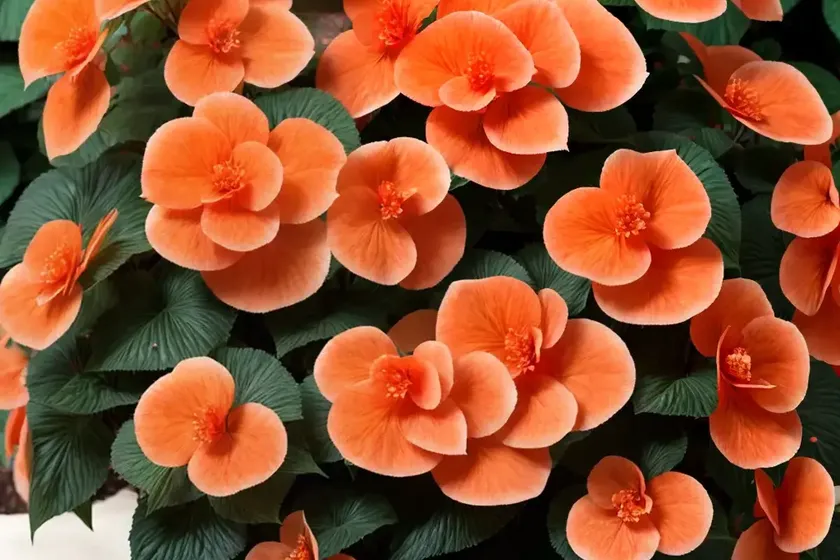 Begonia ‘Roseform Orange’) — photo 3