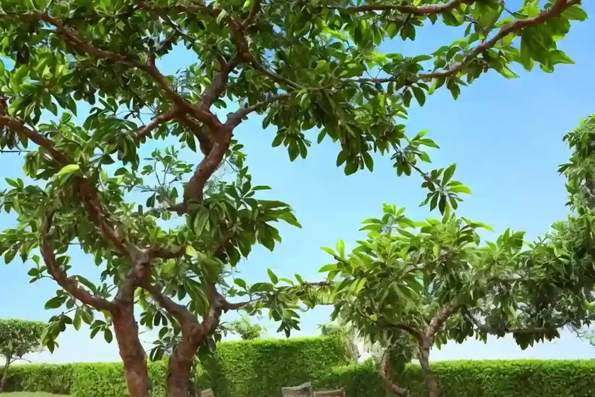 Bell bean tree (markhamia zanzibarica) — photo 2