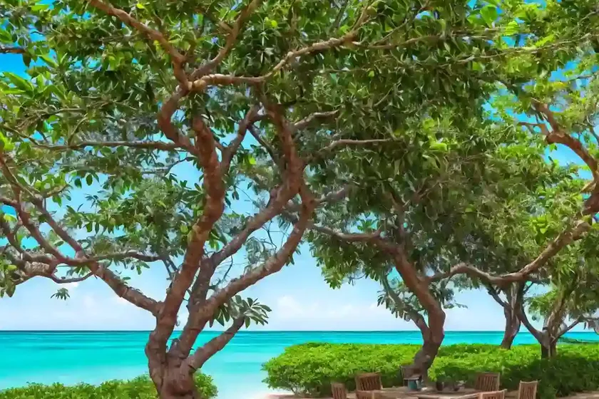 Bell bean tree (markhamia zanzibarica) — photo 3