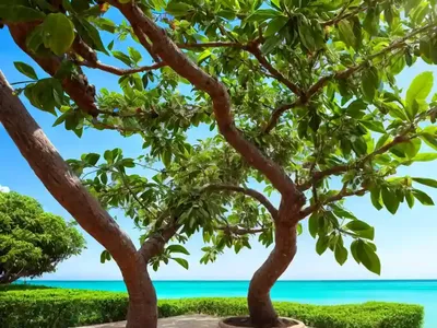 Bell Bean Tree (Markhamia Zanzibarica)