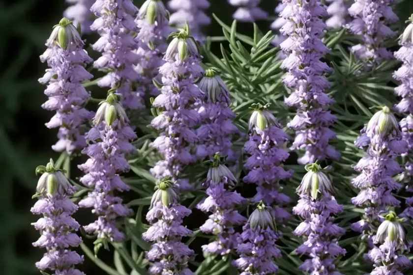 Bell heather (erica cinerea) — photo 2