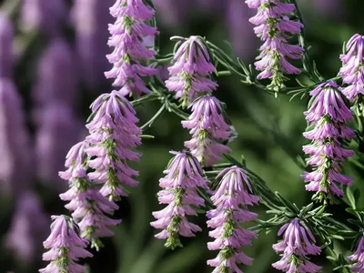 Bell Heather (Erica Cinerea)
