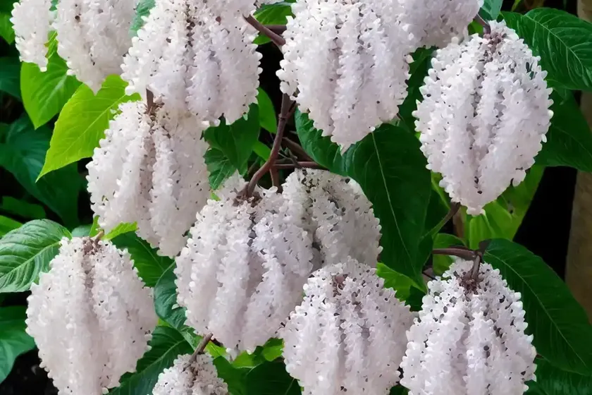 Bella sombra (phytolacca dioica) — photo 3