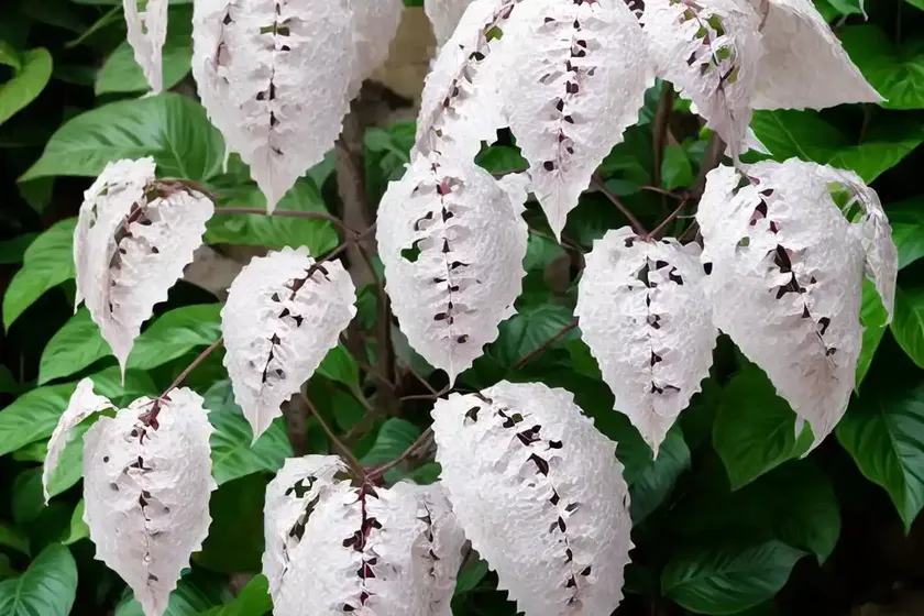 Bella sombra (phytolacca dioica)