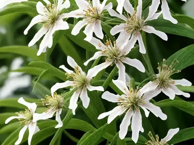 Bellardi (Odontites Viscosus)