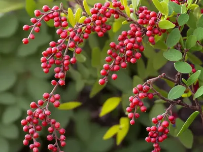 Berberis Nevinii (Nevin’s Barberry)