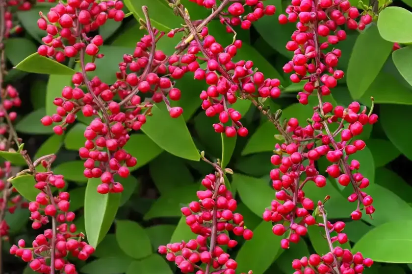 Berberis thunbergii ‘atropurpurea nana’ (japanese barberry) — photo 2