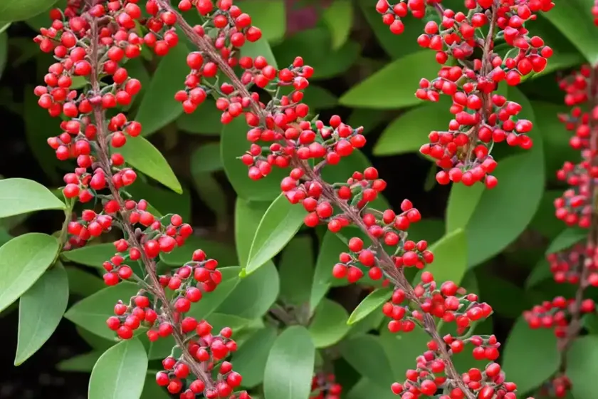 Berberis thunbergii ‘atropurpurea nana’ (japanese barberry) — photo 3