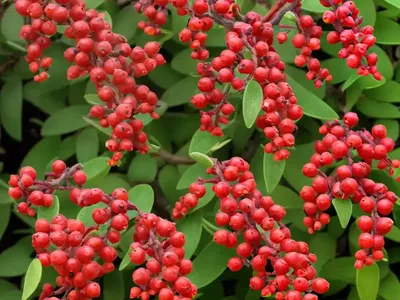 Berberis Thunbergii ‘Atropurpurea Nana’ (Japanese Barberry)