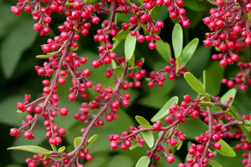 Berberis thunbergii f. atropurpurea ‘admiration’ (japanese barberry) — photo 2