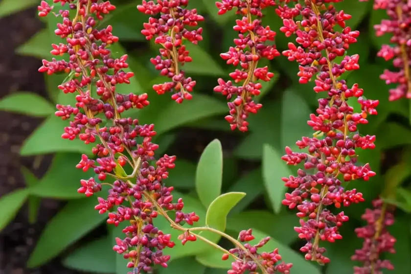 Berberis thunbergii f. atropurpurea ‘admiration’ (japanese barberry) — photo 3
