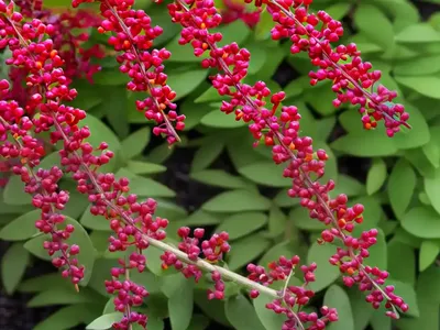 Berberis Thunbergii F. Atropurpurea ‘Admiration’ (Japanese Barberry)