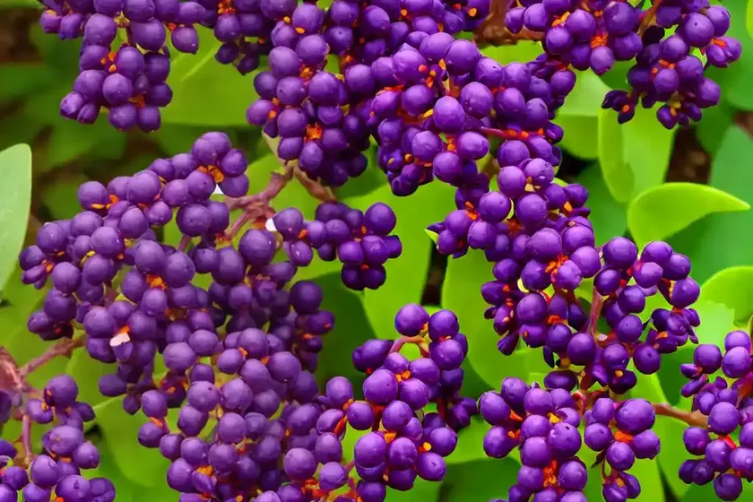 Berberis thunbergii f. atropurpurea (purple japanese barberry) — photo 2
