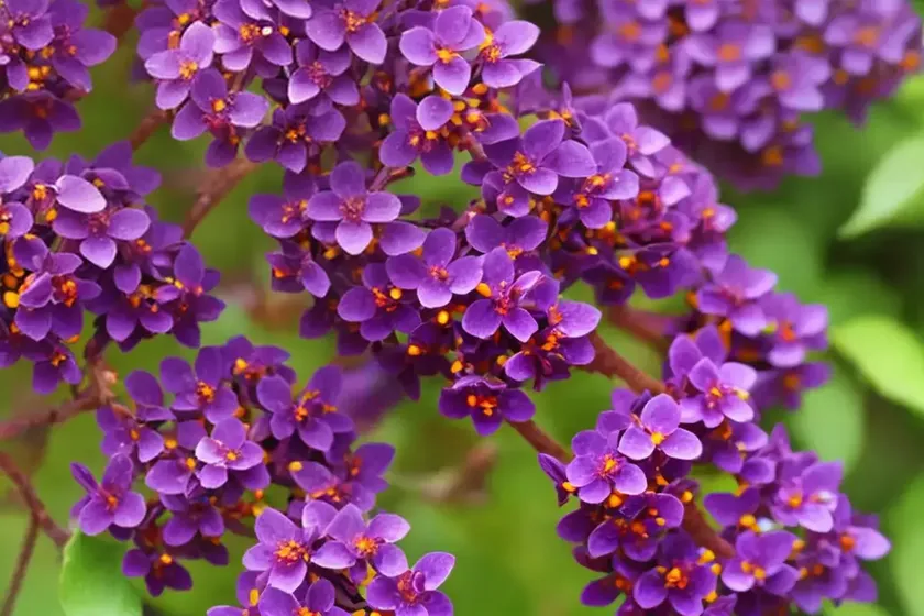Berberis thunbergii f. atropurpurea (purple japanese barberry) — photo 3